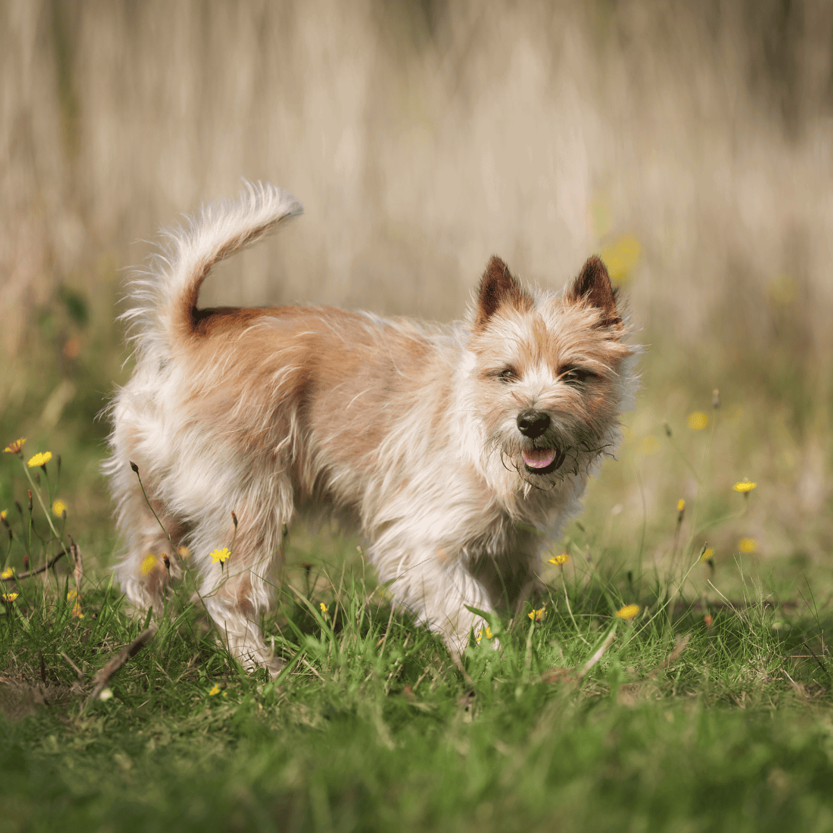 Cute scruffy dog with a fluffy tail running outdoors in a grassy field, enjoying a sunny day.
