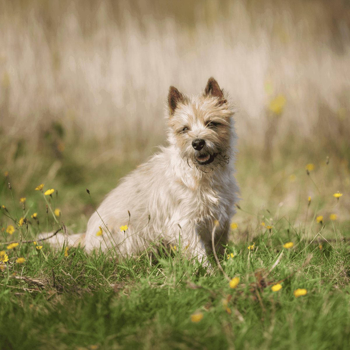 Cute terrier dog sitting on green grass with yellow flowers in a natural outdoor setting.
