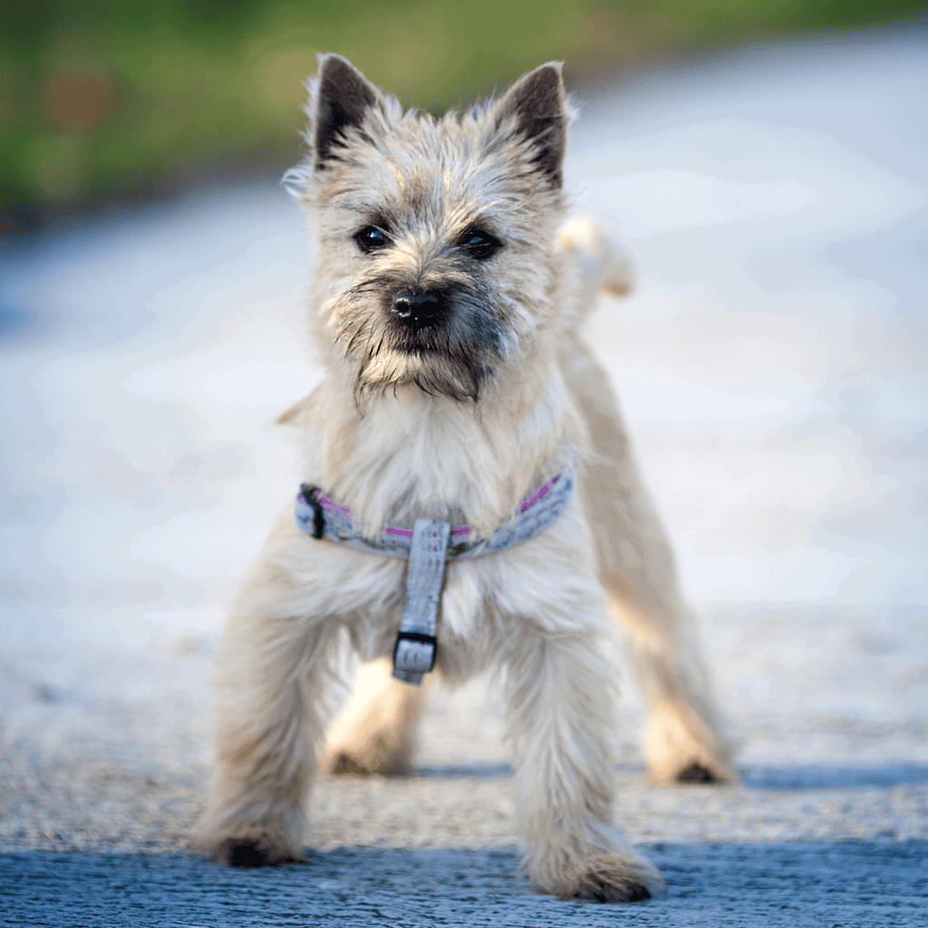 Adorable small Terrier puppy outdoors in a park with a harness, perfect for dog grooming and pet care.