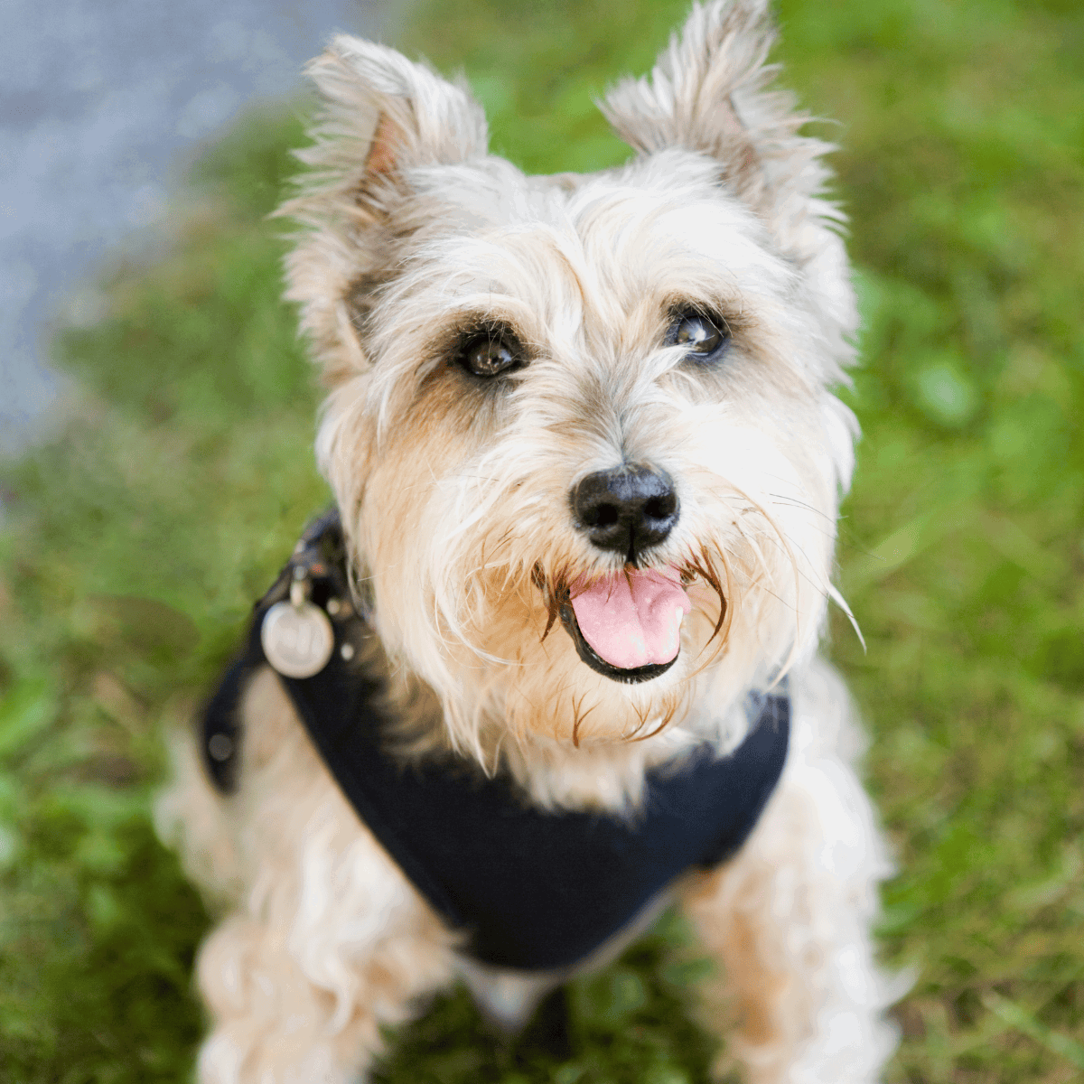 Adorable dog wearing a harness, smiling and sitting on the grass outdoors.