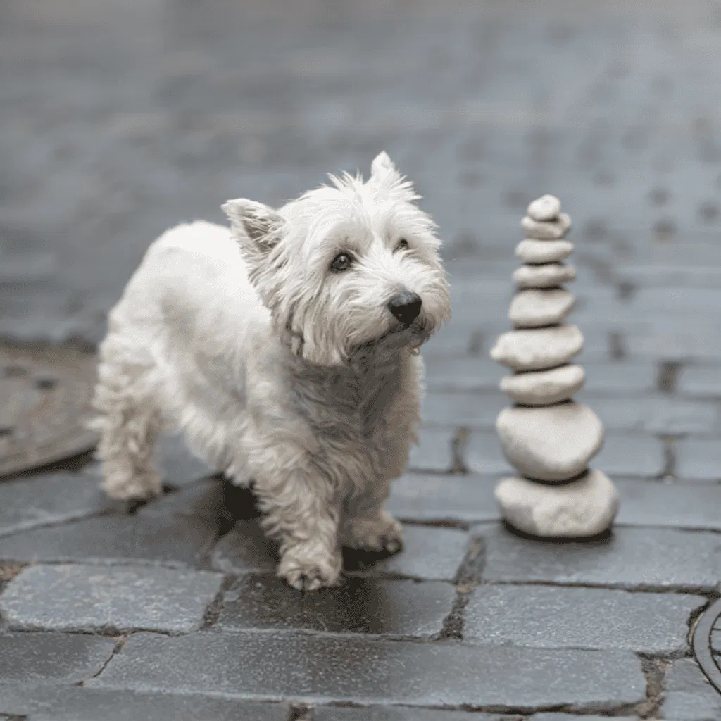 Cute West Highland White Terrier puppy playing with stacked stones by water.