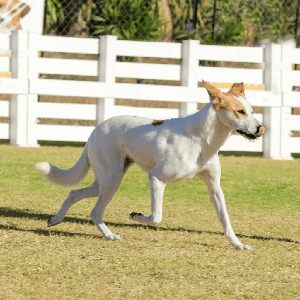 Young dog running on green grass in yard with white fence.