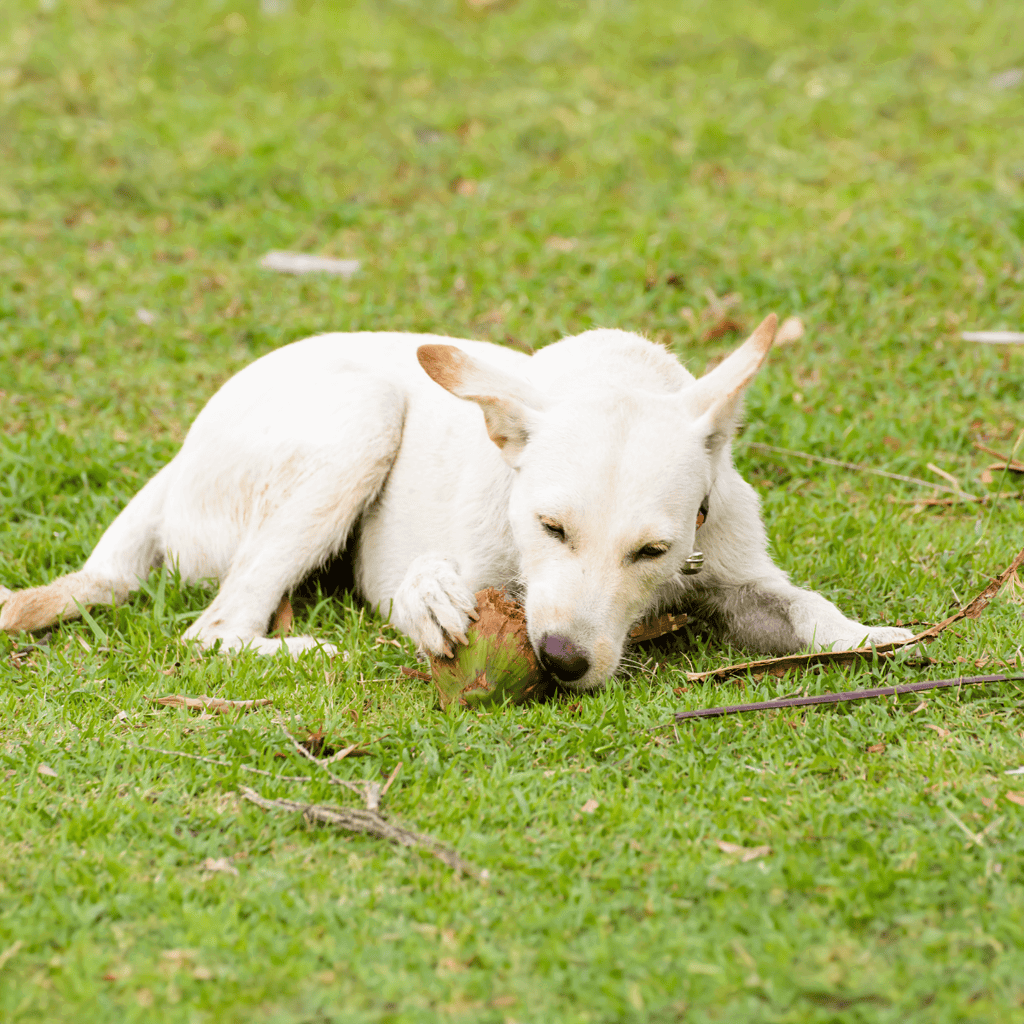 Adorable white dog lying on grass, playing with a toy in a natural outdoor setting.