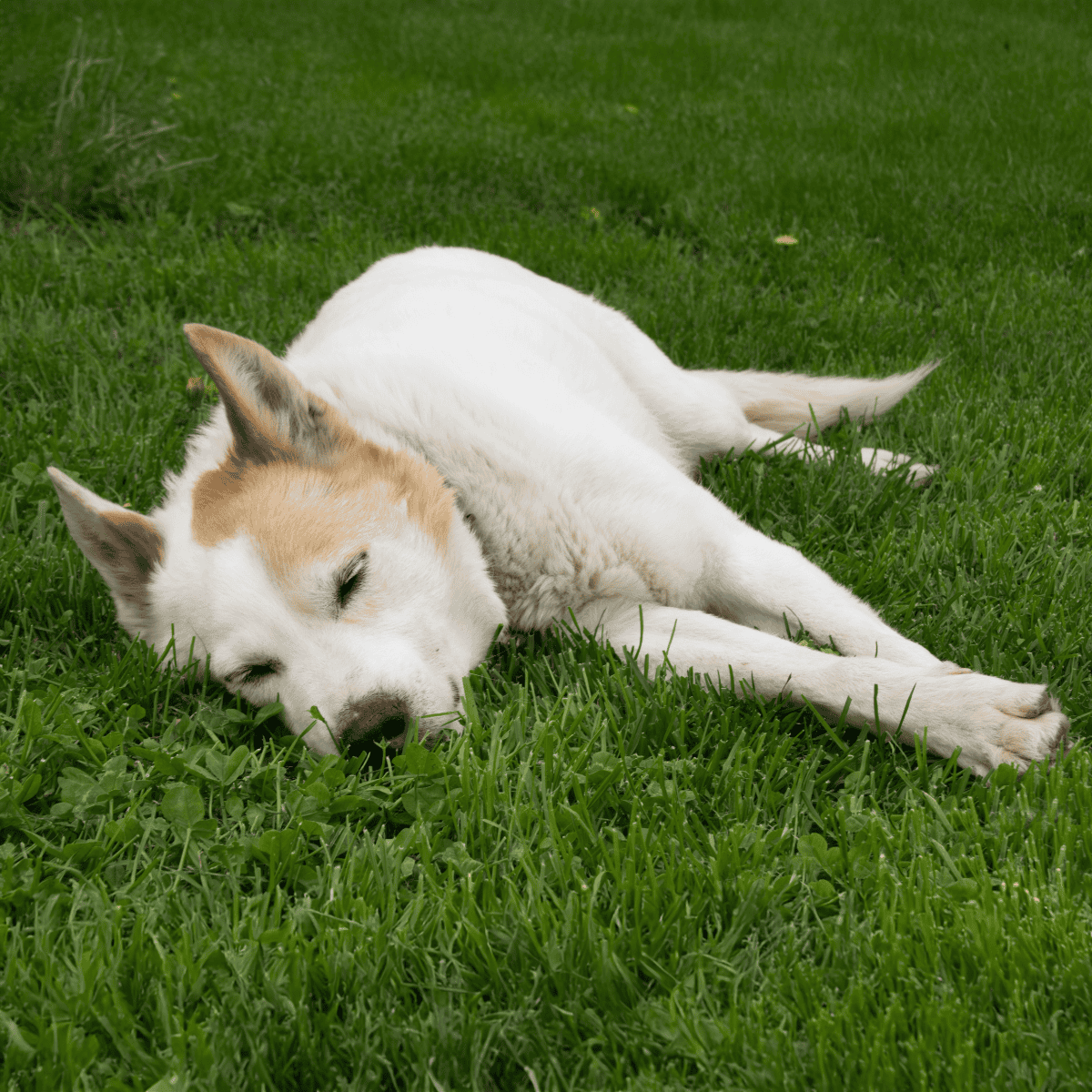 High-quality image of a peaceful dog resting on lush green grass, highlighting pet care and outdoor relaxation.