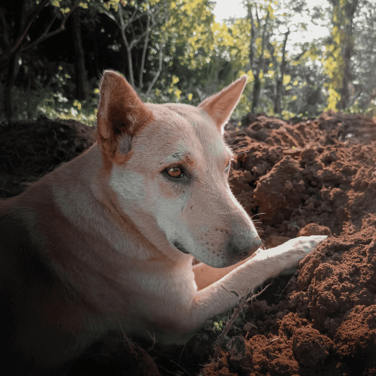 Gentle dog lying on soil in a forest, showcasing compassionate animal care and rescue efforts for at-risk dogs.