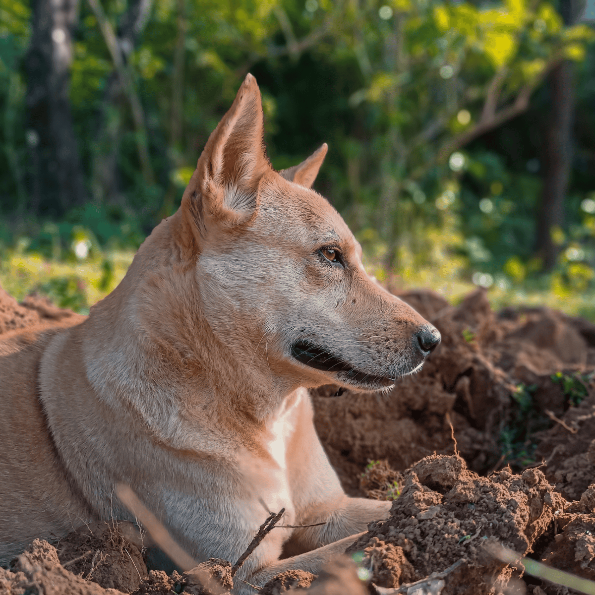 Dog resting on soil amid greenery, peaceful outdoor environment, ideal for dog lovers and pet safety.
