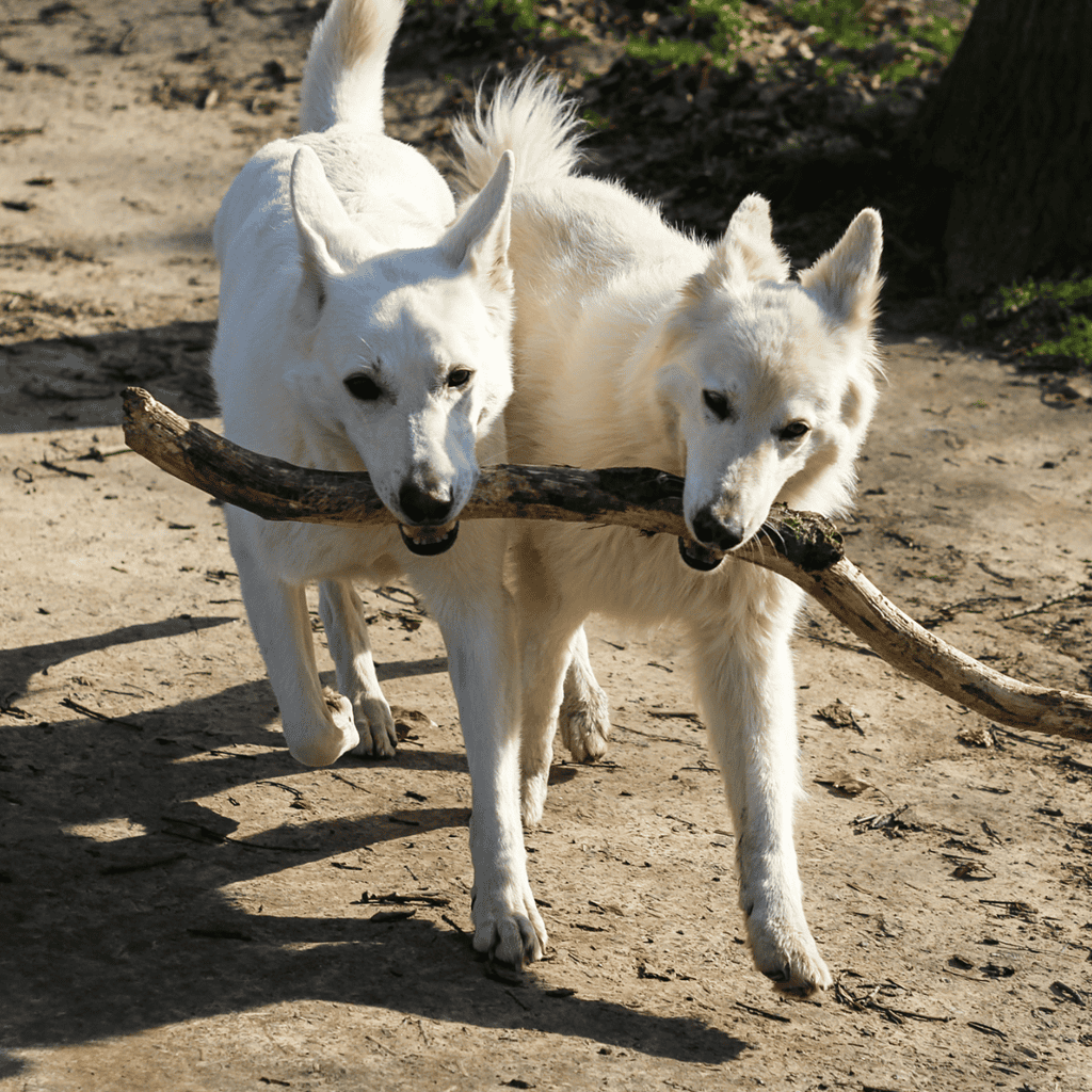 Canaan Dog Male Vs Female