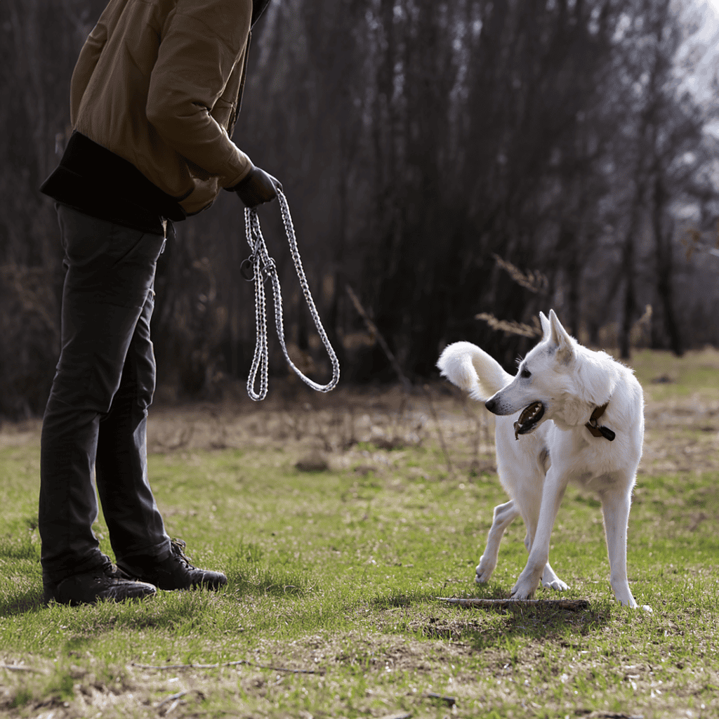 Dog training, leash, outdoor activity, dog obedience, training session.