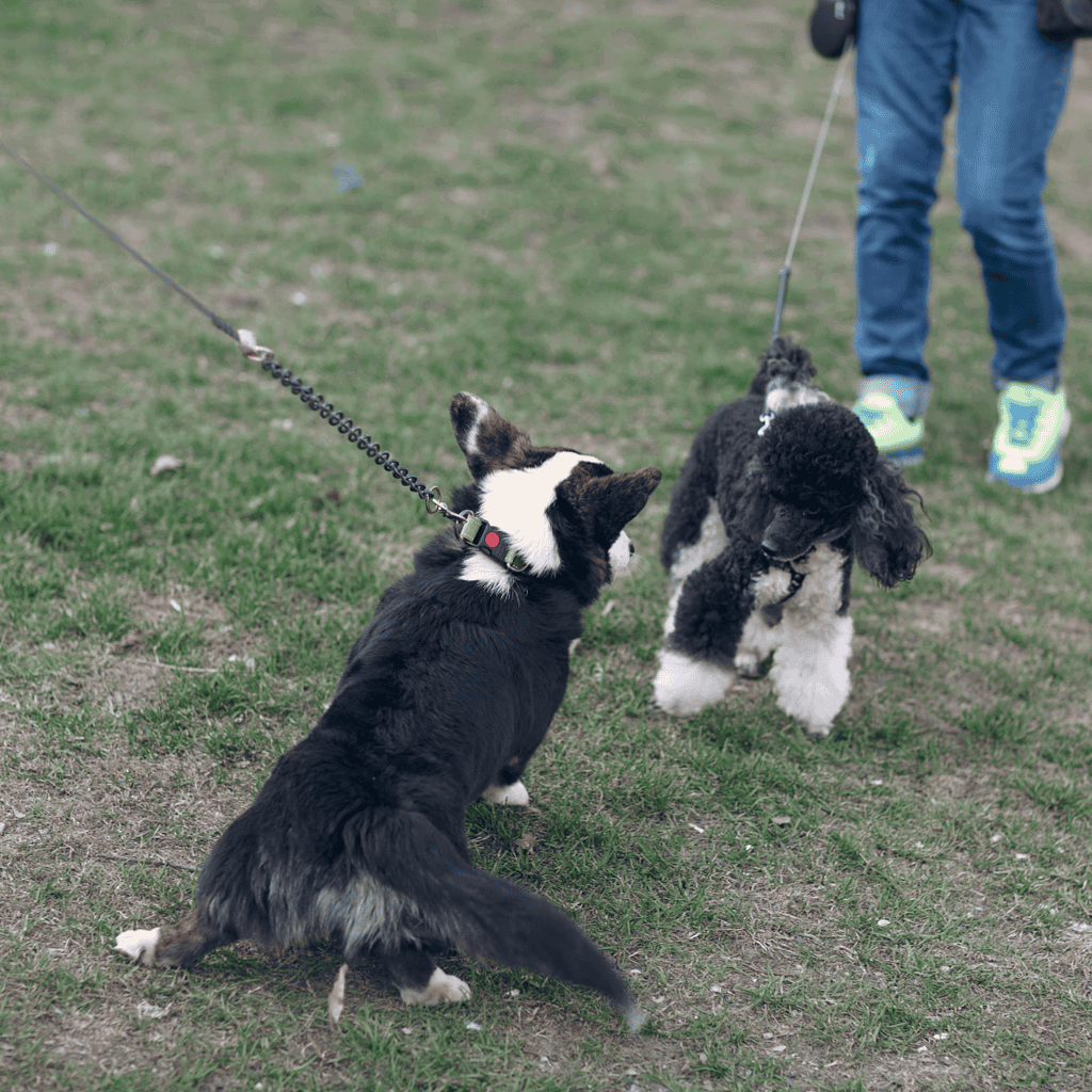 Cardigan Welsh Corgi Does This Breed Get Along With Other Pets