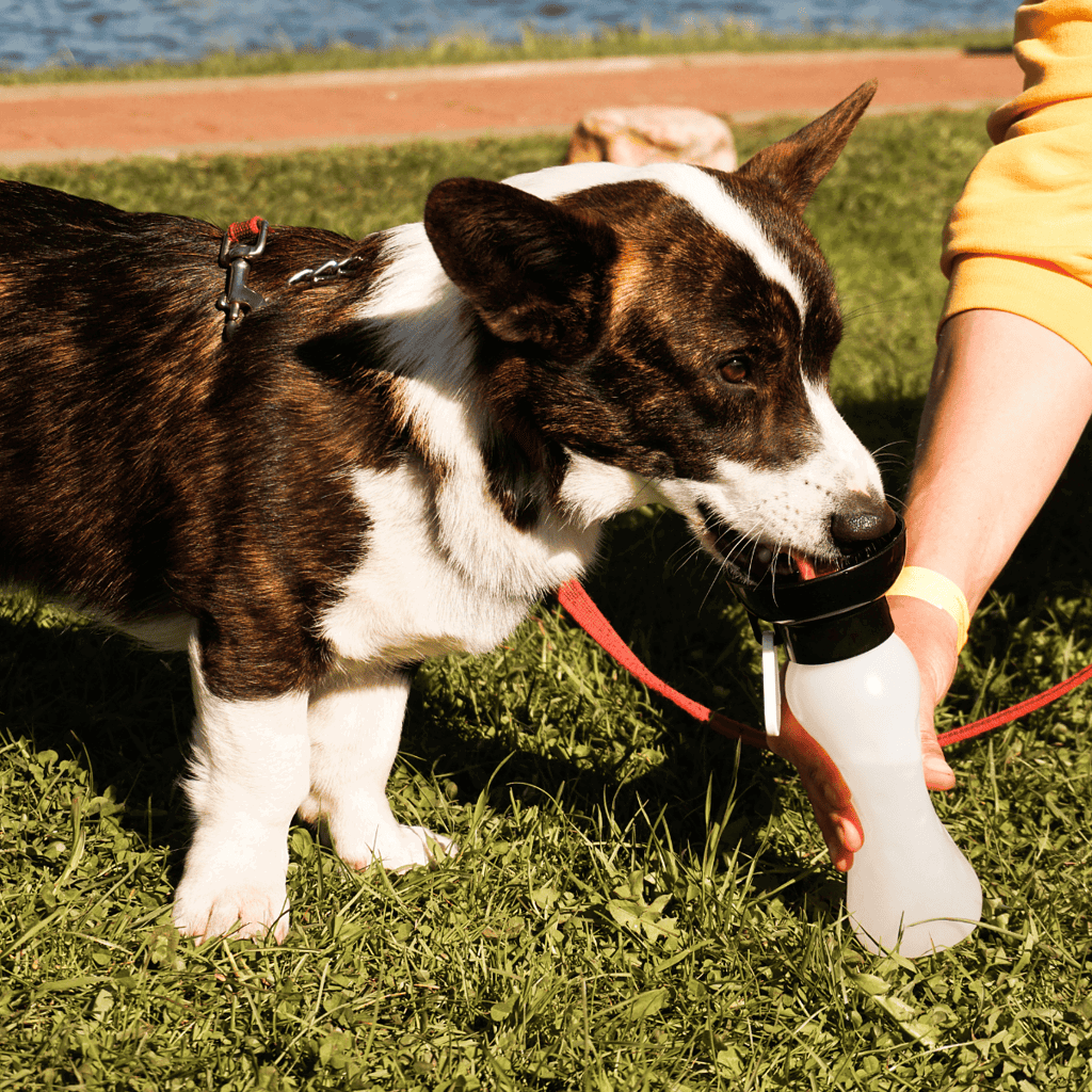 Cardigan Welsh Corgi Food & Diet Requirements