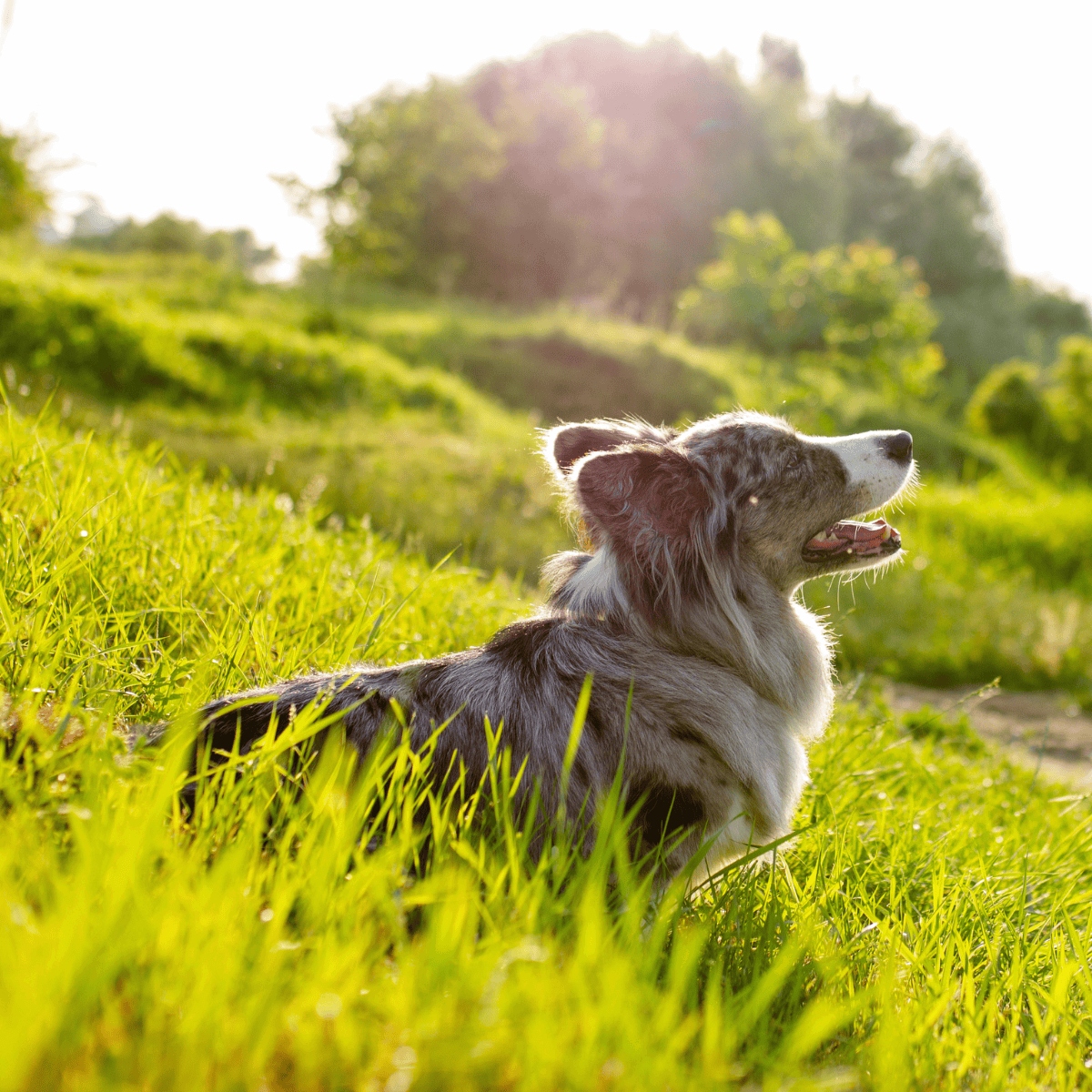 Bright outdoor image of dog lying in lush grass, enjoying nature and sunshine.