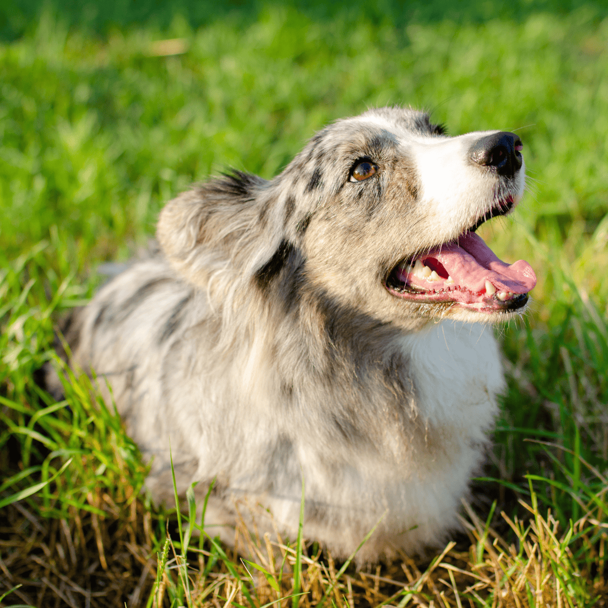 Adorable Australian Shepherd, happy and energetic, enjoying outdoor play in lush green grass.