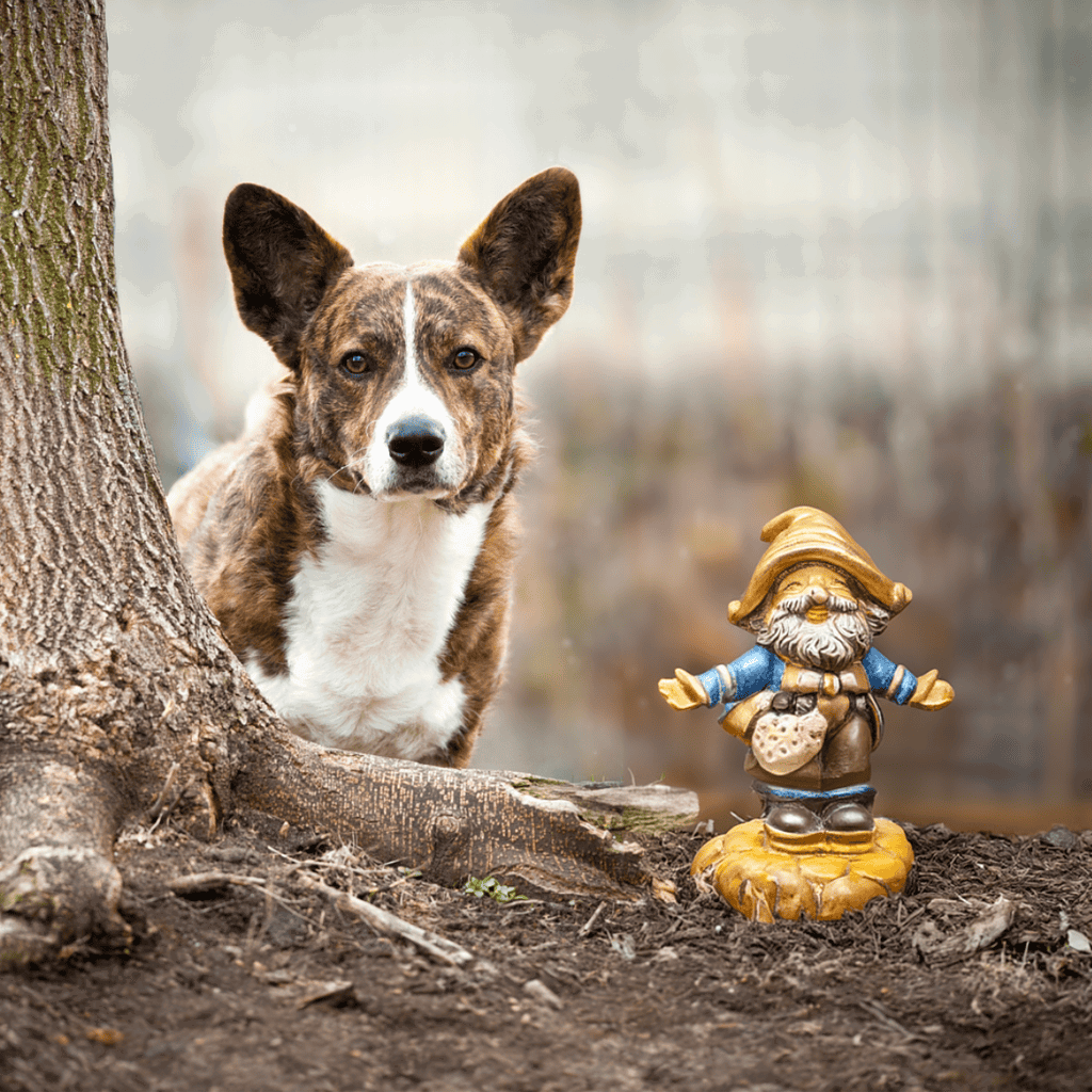 Cardigan Welsh Corgi Their Name Means “Dwarf Dog”