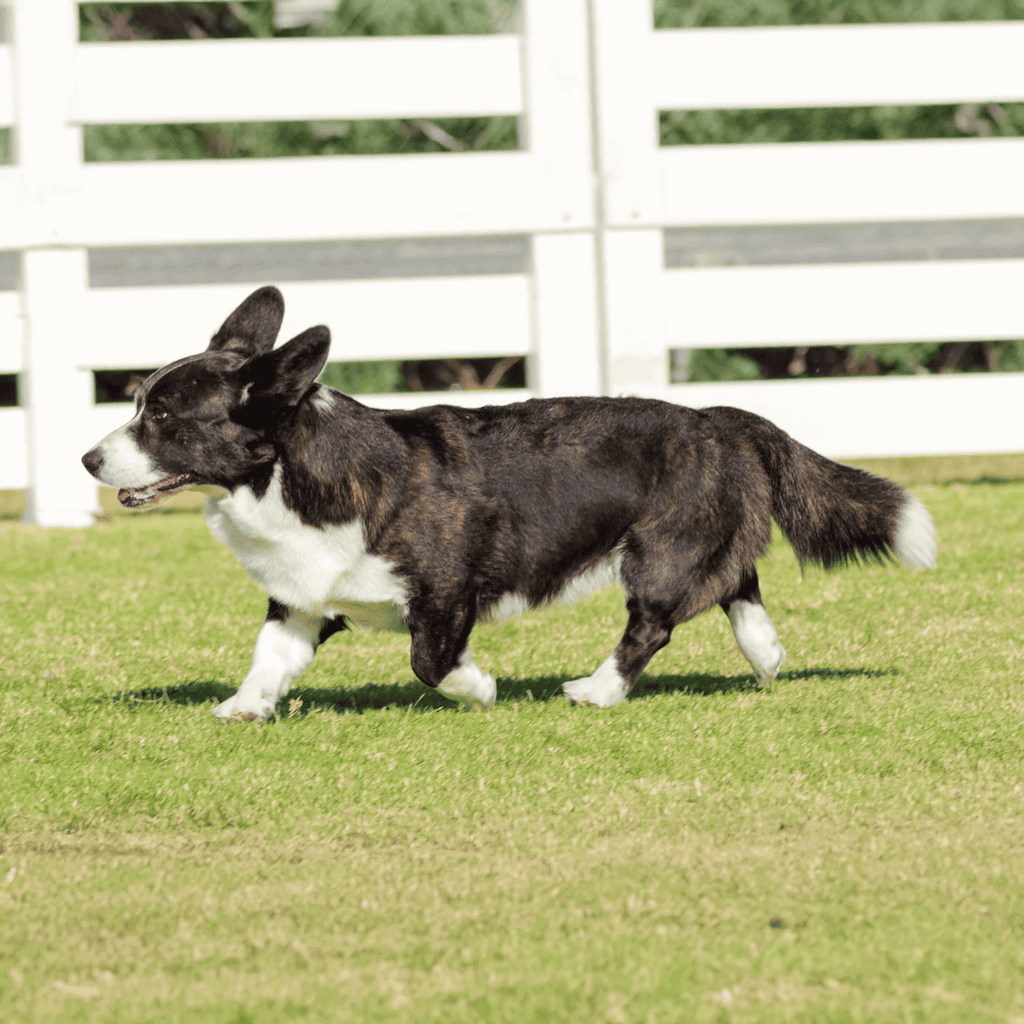 Cardigan Welsh Corgi They Have Tails Compared to Pembrokes