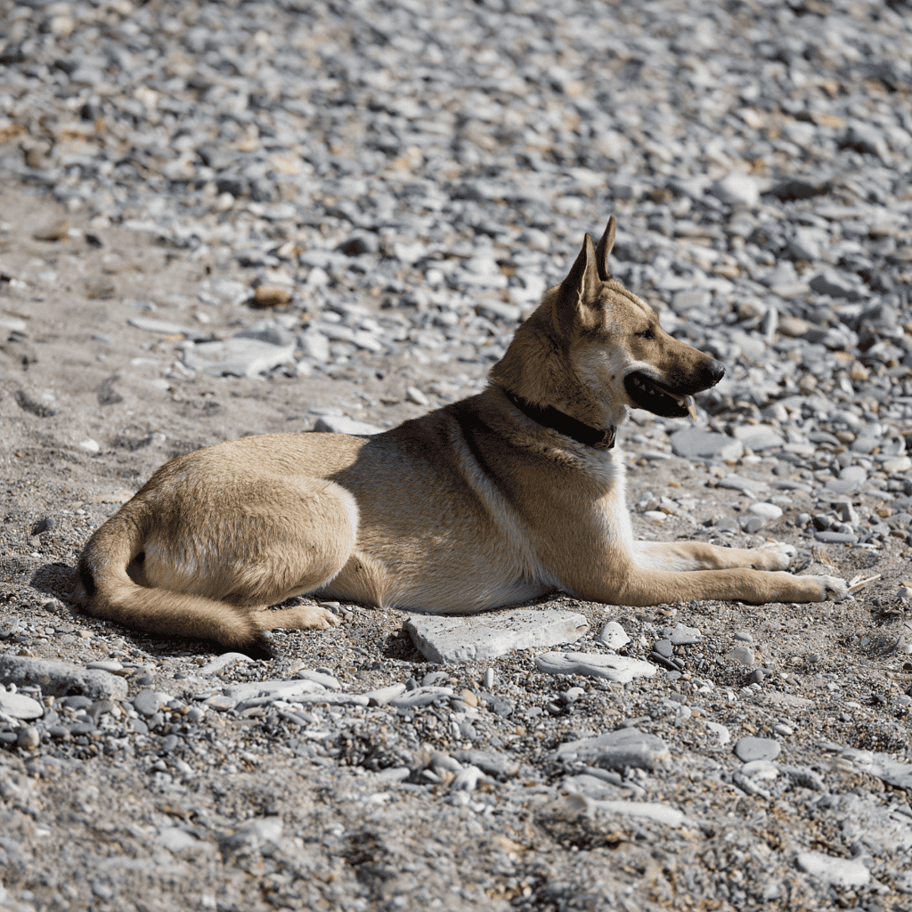 A relaxed dog resting on a rocky beach, enjoying the outdoors in a natural seaside setting. Perfect for pet outdoor lifestyle content.