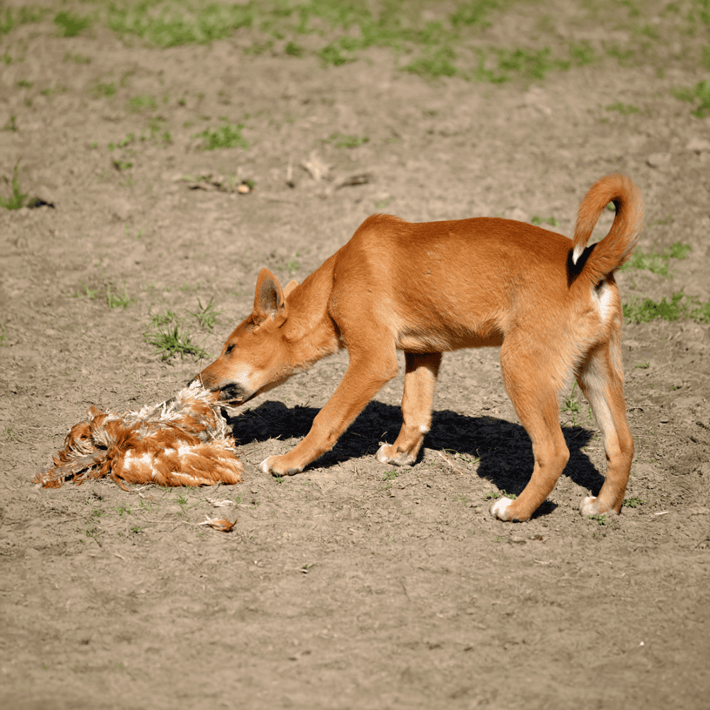Carolina Dog Food & Diet Requirements