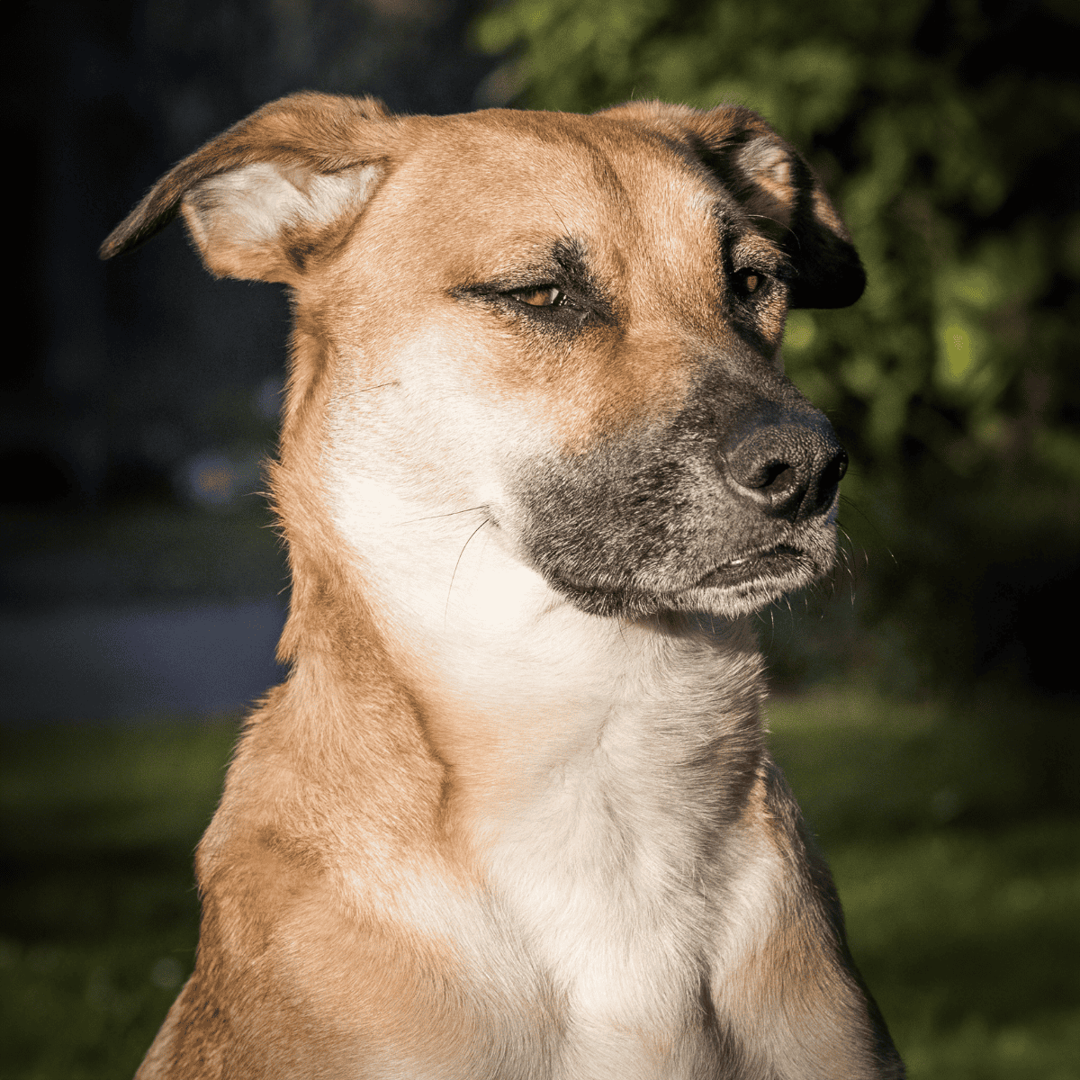 Dog training, obedience, behavior, expert tips.