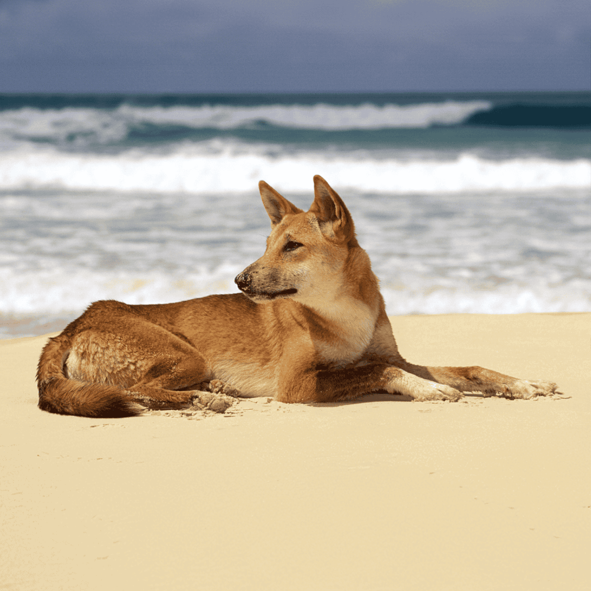 Dog lying on sandy beach near ocean waves.