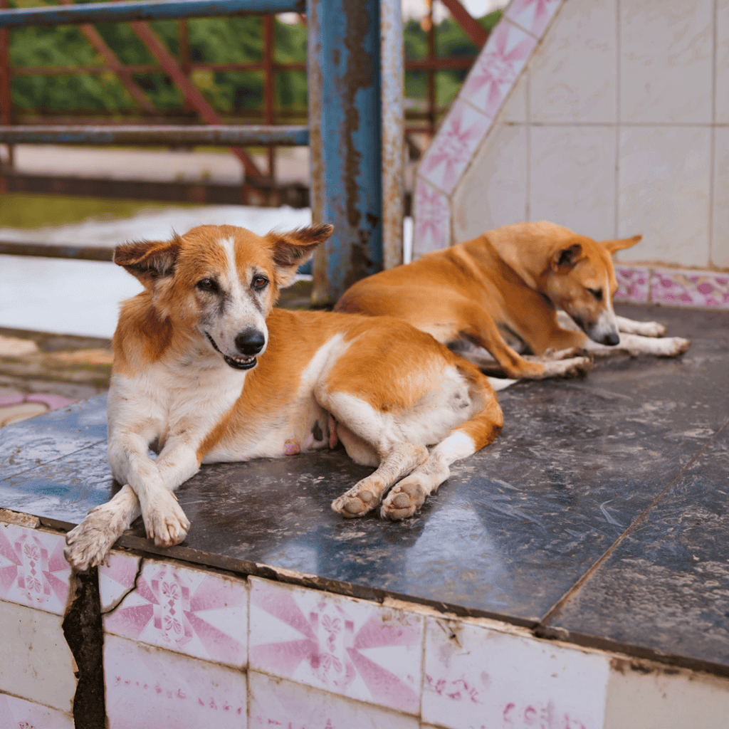 Two dogs resting outdoors on a tiled surface in a cozy yard.