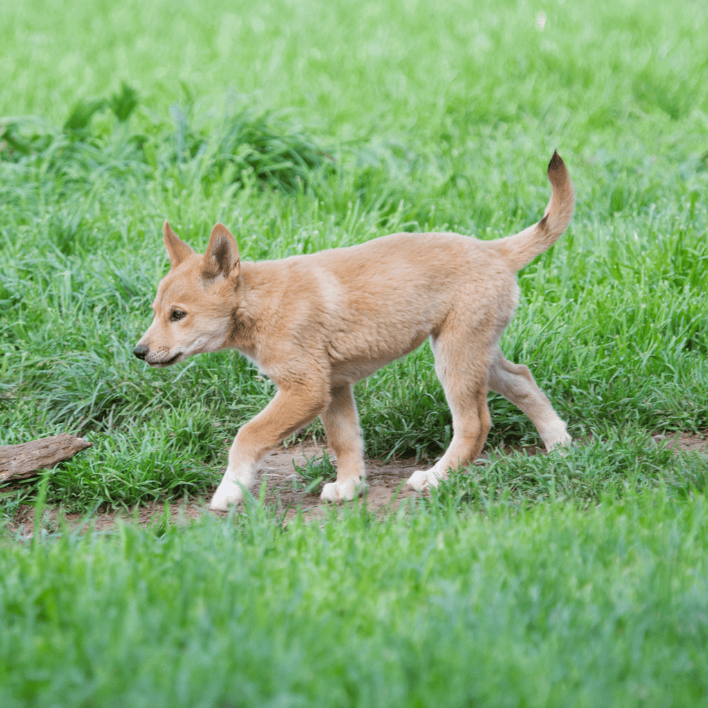 Adorable young dog walking in green grassy area, showcasing playful and active puppy personality.