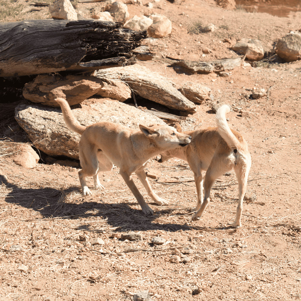 Two light-colored dogs playing in an arid, rocky desert landscape.
