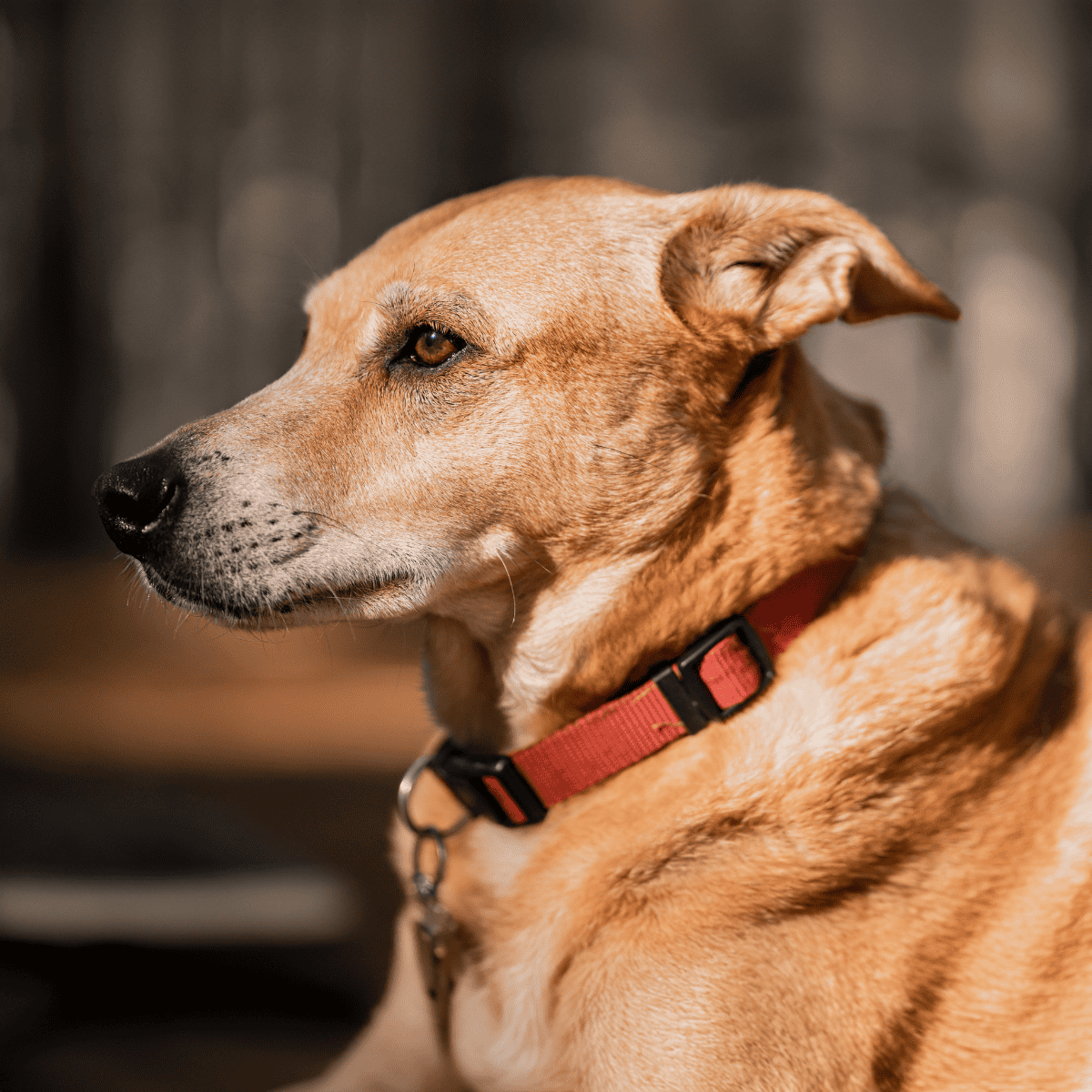 Close-up of a dog’s profile with a focused expression, wearing a red collar in natural light.