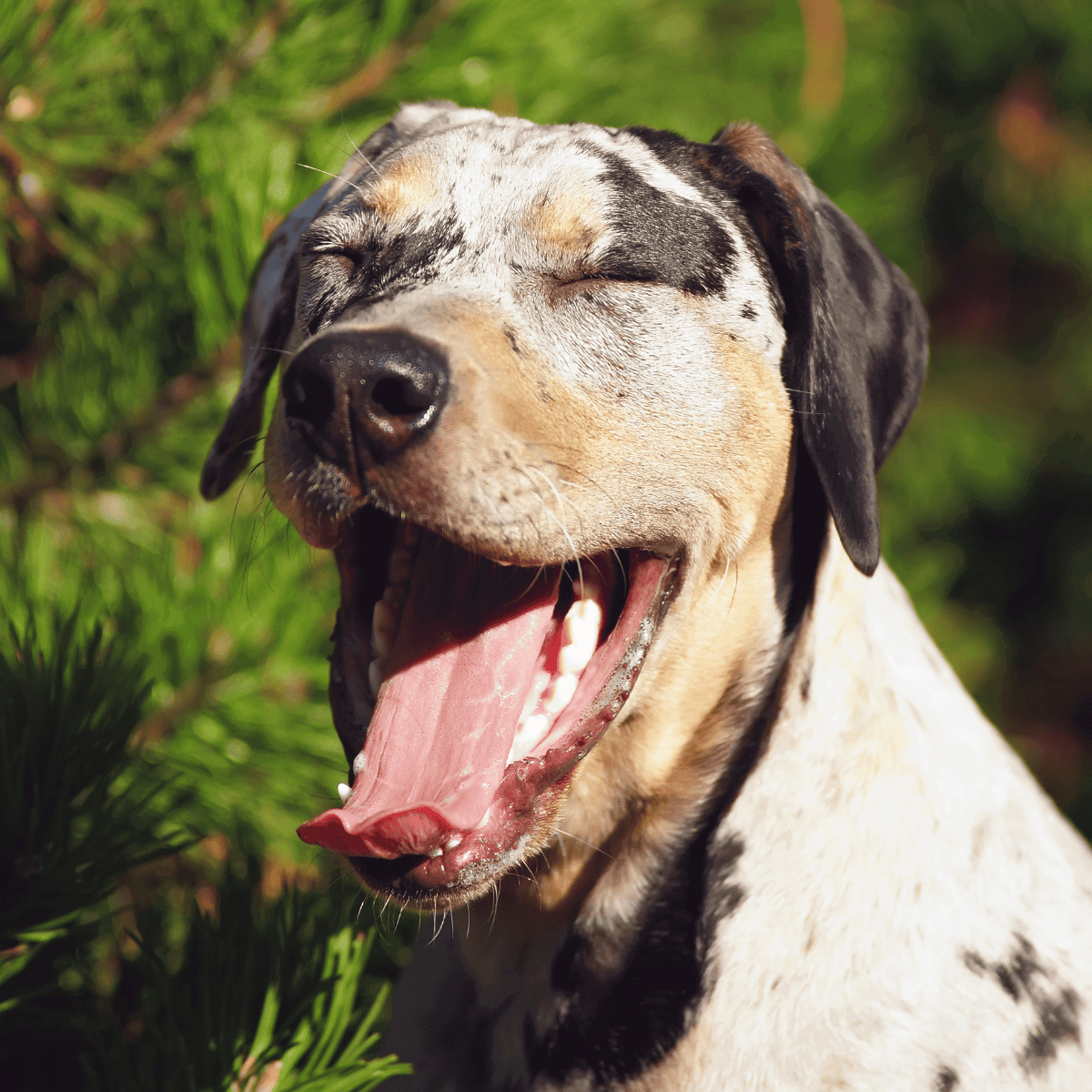 Yawning and happy merle-coated dog enjoying the outdoors in nature.