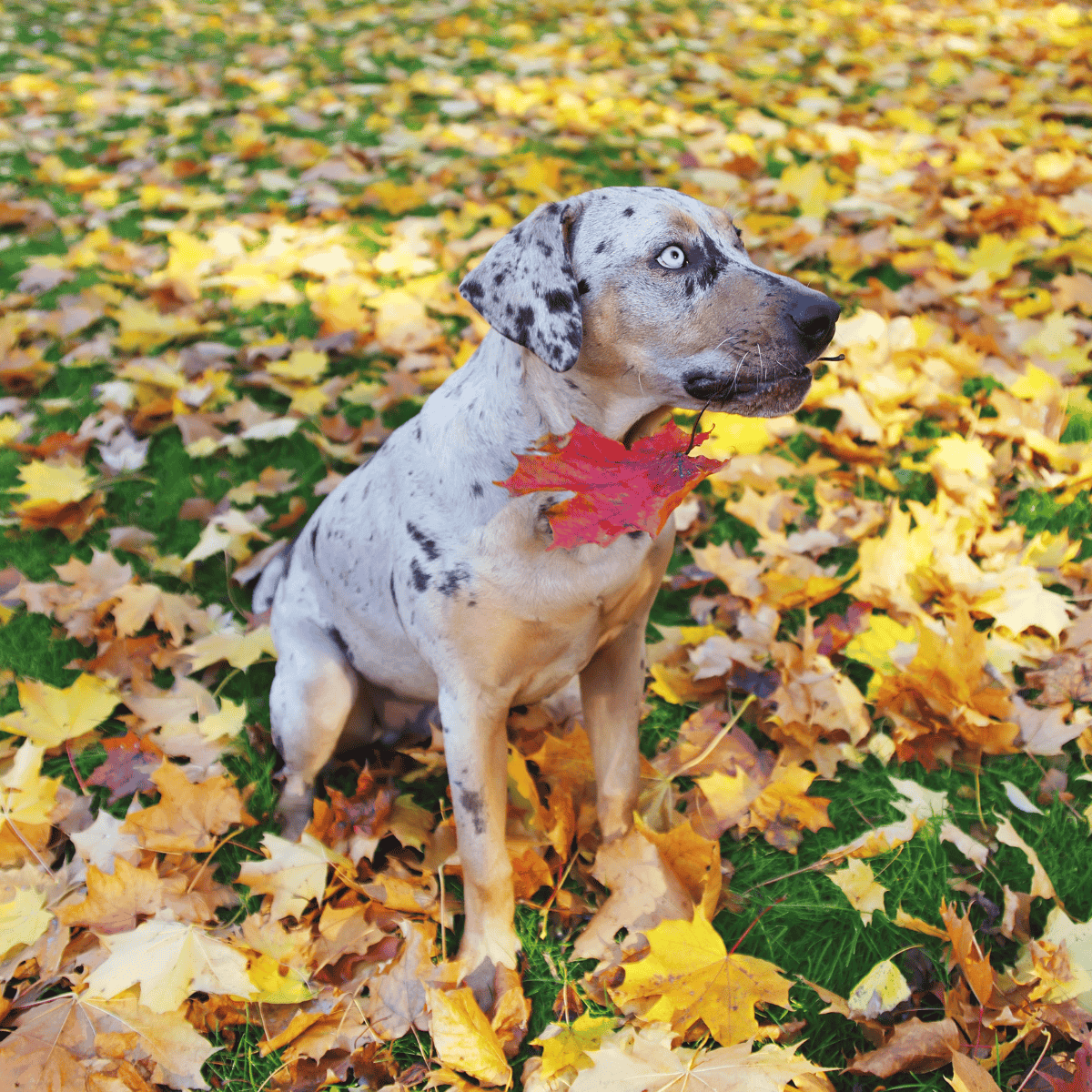 Dog with fallen autumn leaves, holding a red maple leaf in its paw, perfect for fall pet themes.