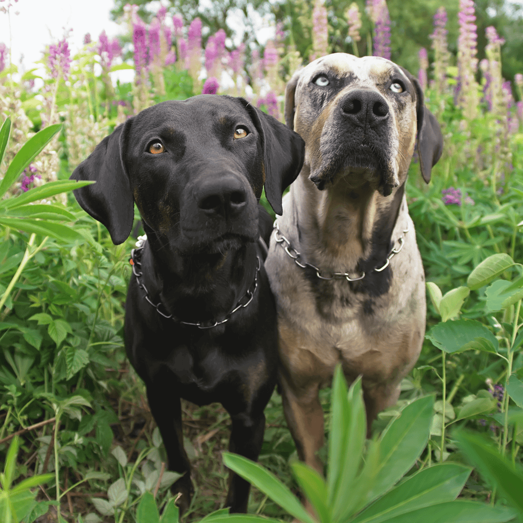 Adorable black and brindle dogs enjoying a sunny day among colorful blooms and lush green foliage.