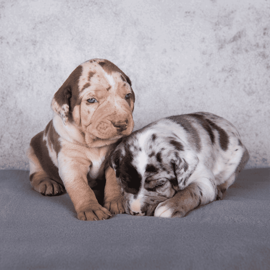 Adorable merle and brown Australian Shepherd puppies, perfect for dog lovers and pet care.