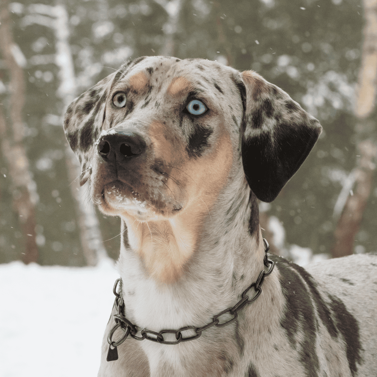 Adorable Dalmatian with blue eyes in snowy forest, close-up portrait.