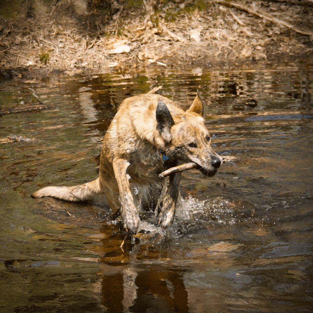 Dog swimming in water with stick, outdoors, enjoying nature.