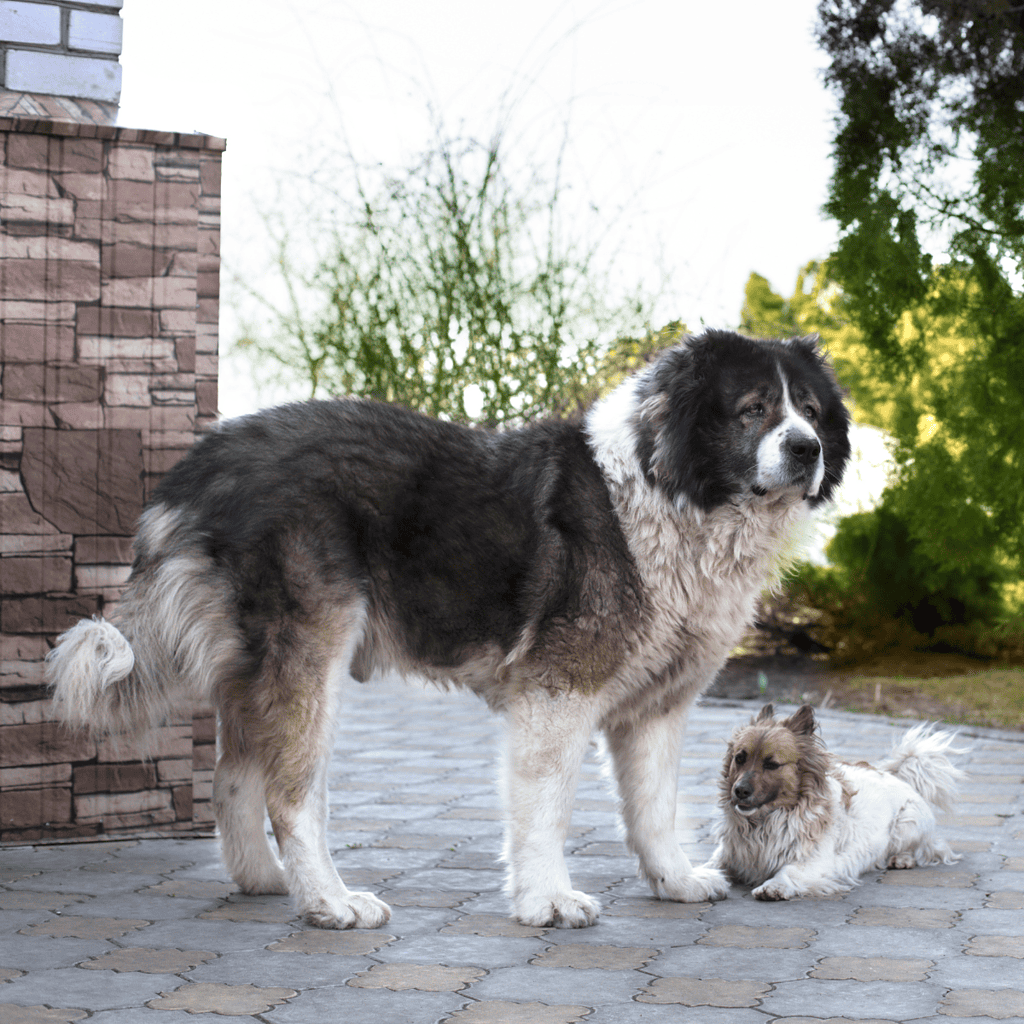 Caucasian Shepherd Dog Does This Breed Get Along With Other Pets