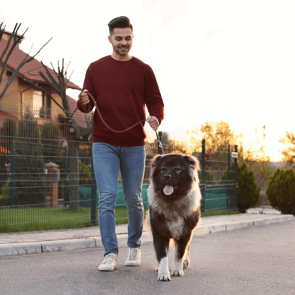 Caucasian Shepherd Dog Exercise