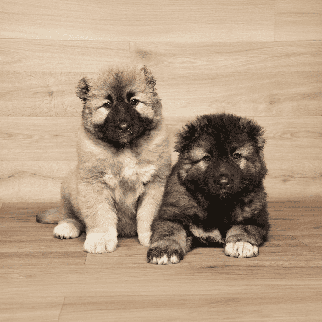 Cute German Shepherd puppies with fluffy coats sitting indoors, perfect for pet lovers.