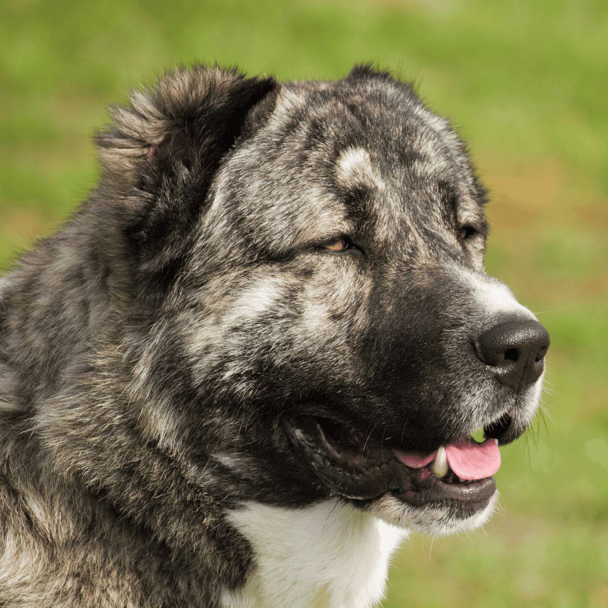 Large Mastiff dog outdoors, showing detailed facial features and fur texture.