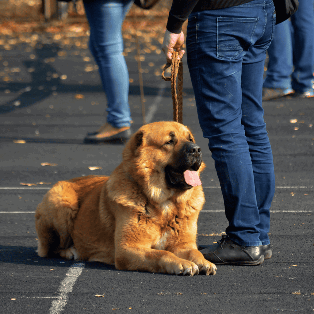 Caucasian Shepherd Dogs Make Great Therapy Dogs