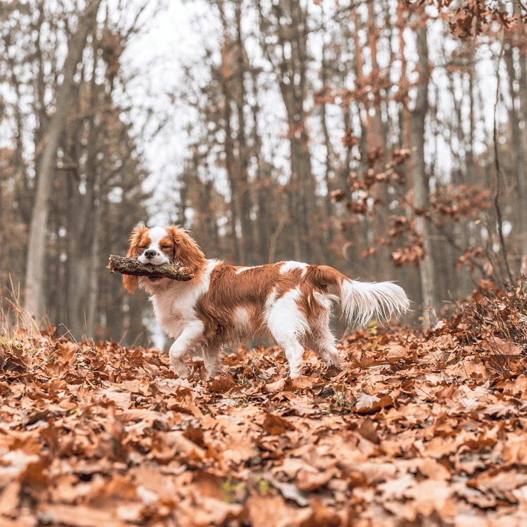 Dog in autumn forest carrying a stick, enjoying outdoor walk.