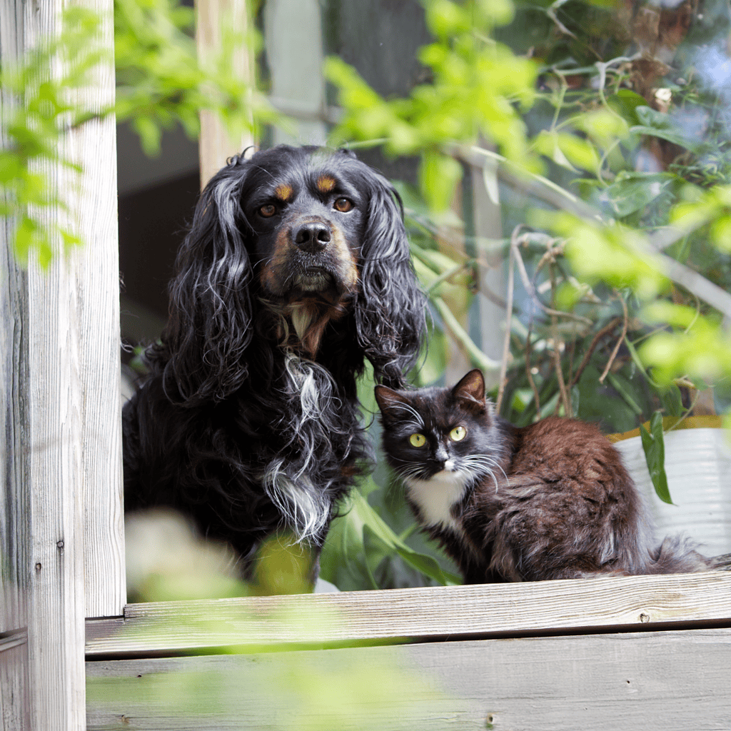 Adorable dog and cat sitting side by side, highlighting pet friendship and outdoor living.