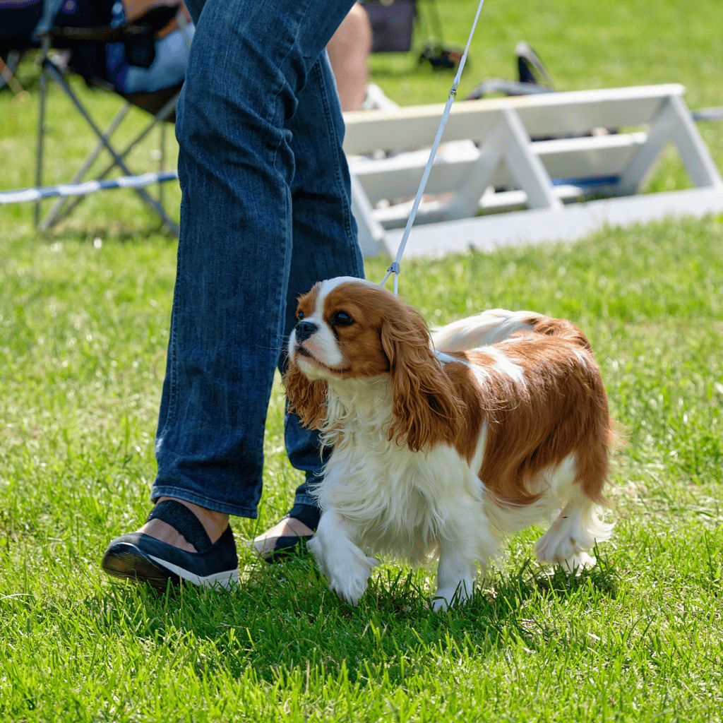 Dog on leash at outdoor training, surrounded by grass and equipment.