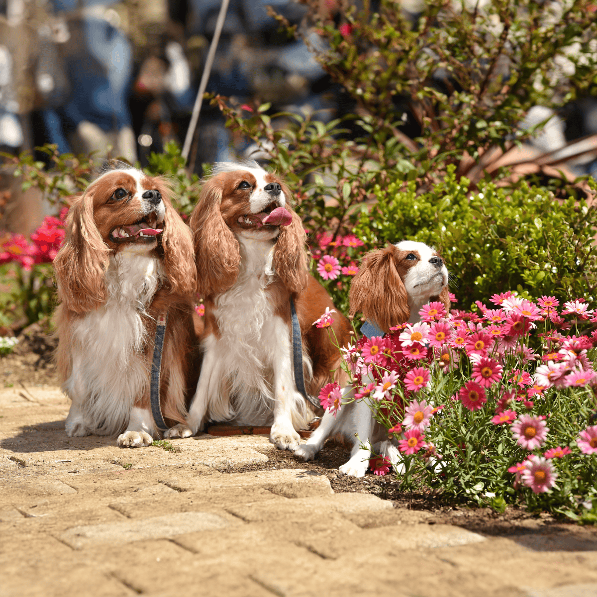 Adorable Cavalier King Charles Spaniels sitting among blooming flowers, perfect for dog lovers and pet outdoor activities.