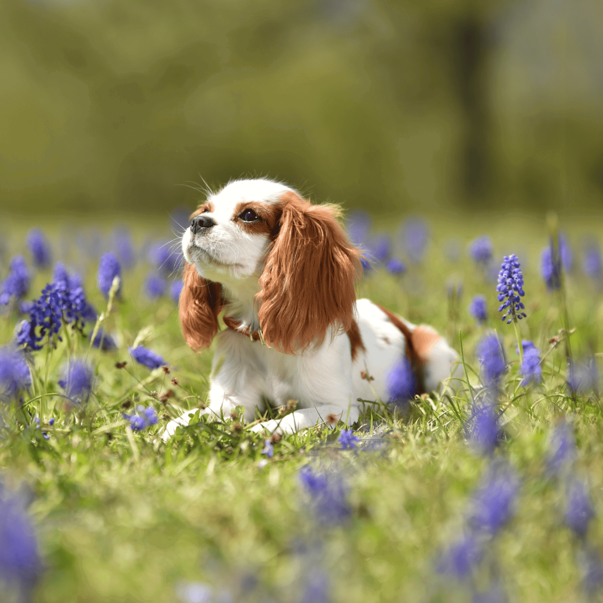 Adorable dog relaxing in a lush field of purple flowers, showcasing love for outdoor adventures and pet care.