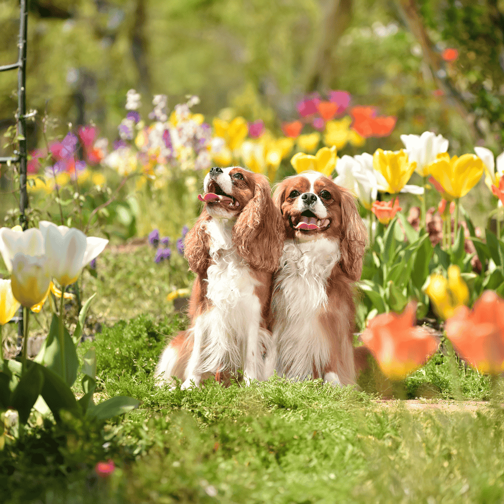 Adorable Cocker Spaniels sitting among blooming tulips in a vibrant garden setting.