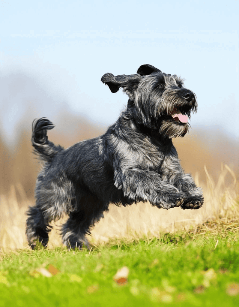 Playful dog running on grass with a bright sky background.