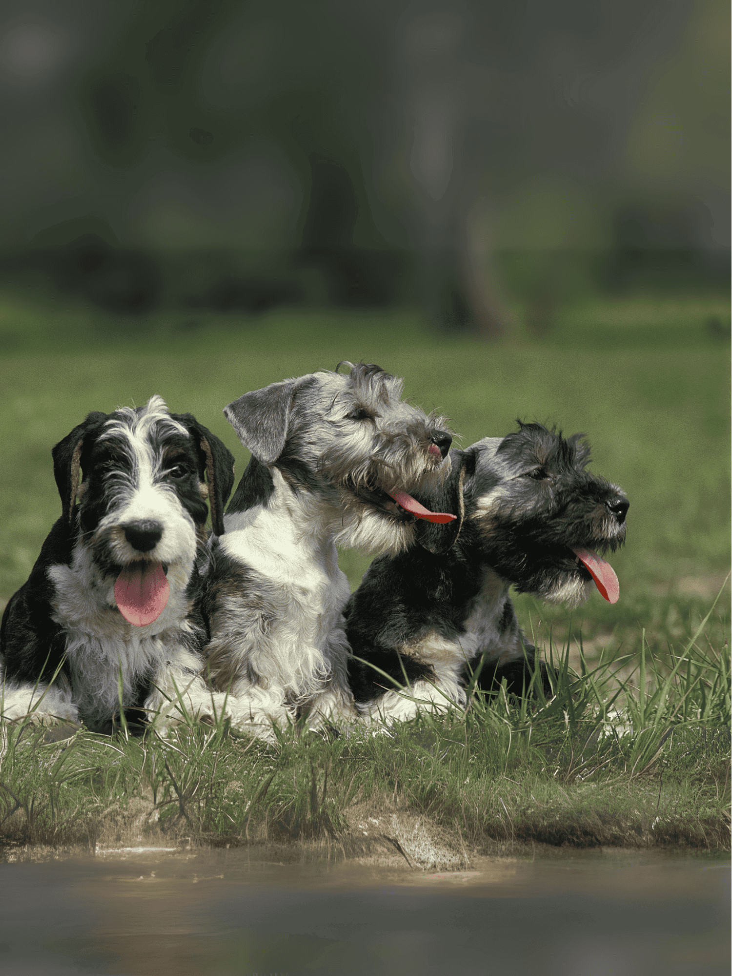 Cute puppies sitting on grass, happy dogs with tongues out, outdoor dog park, playful pet dog photos.