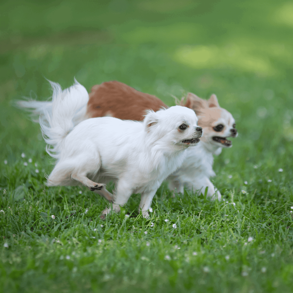 Adorable small dogs running on grass, showcasing playful and joyful moments.