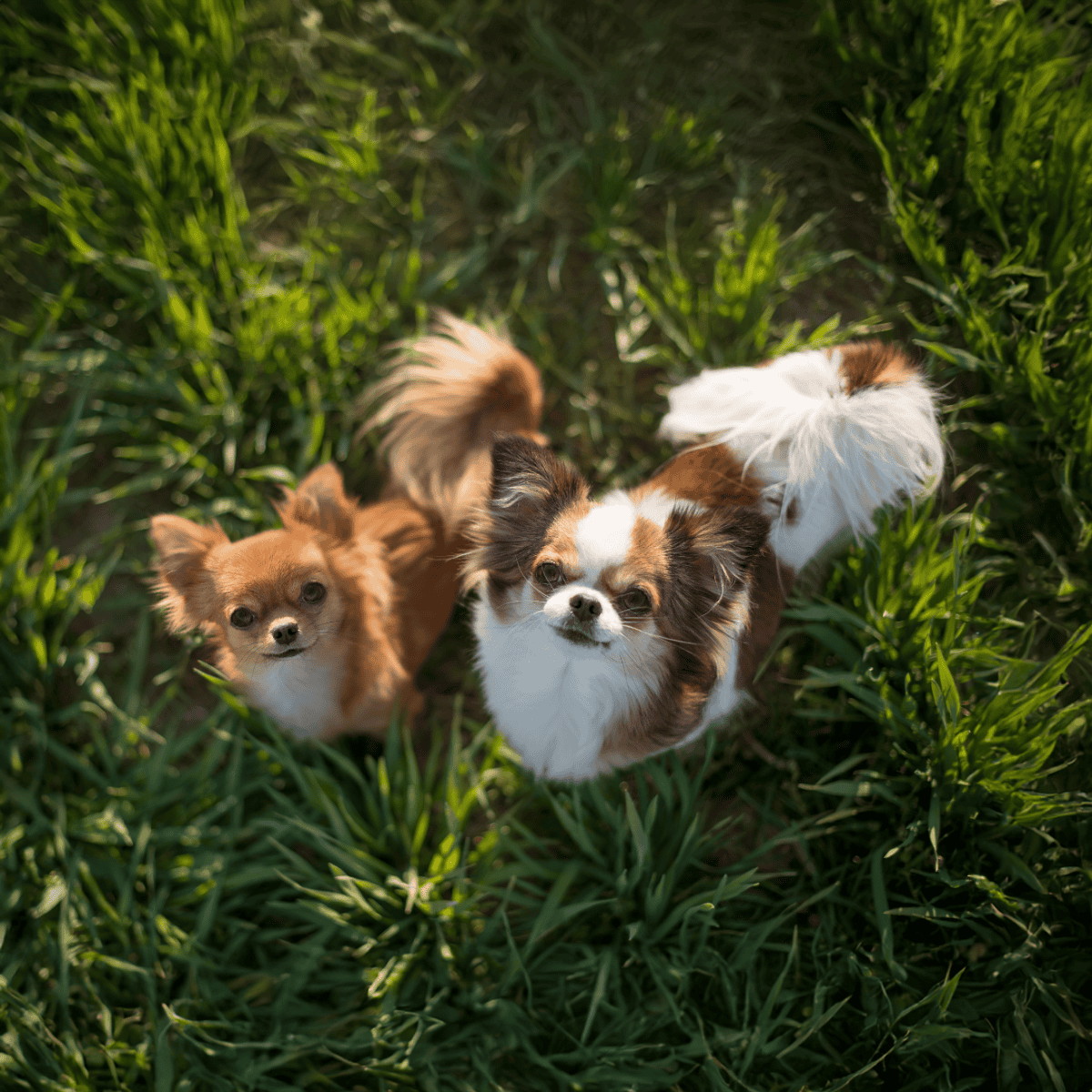 Adorable small dogs looking up in vibrant green grass.