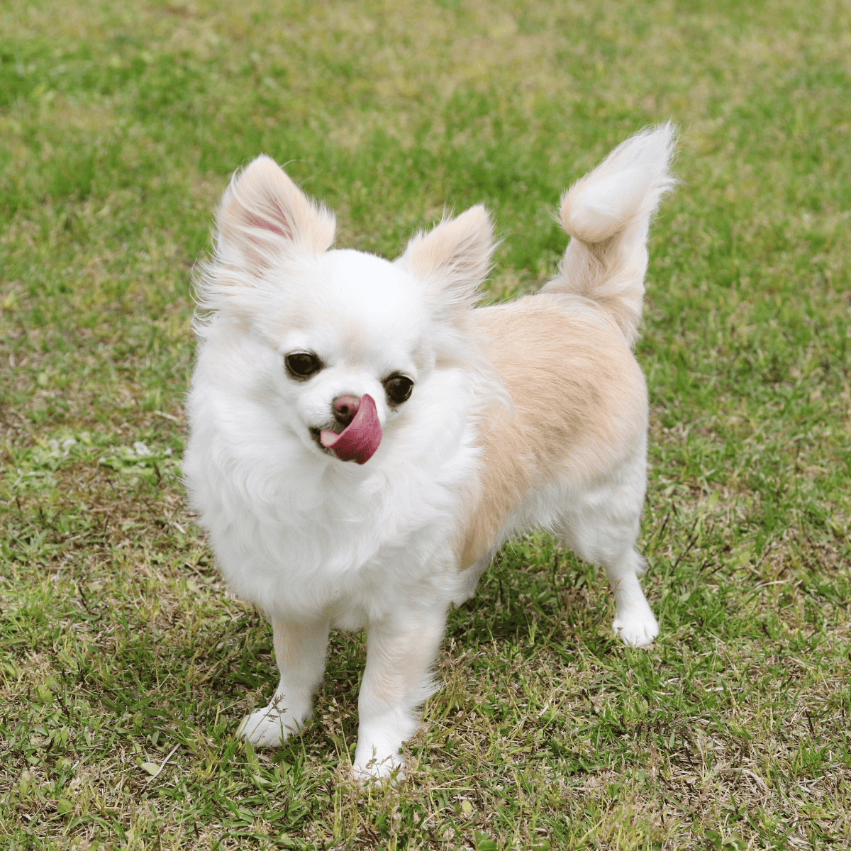 Chihuahua dog with playful expression, outdoor setting, grass background.
