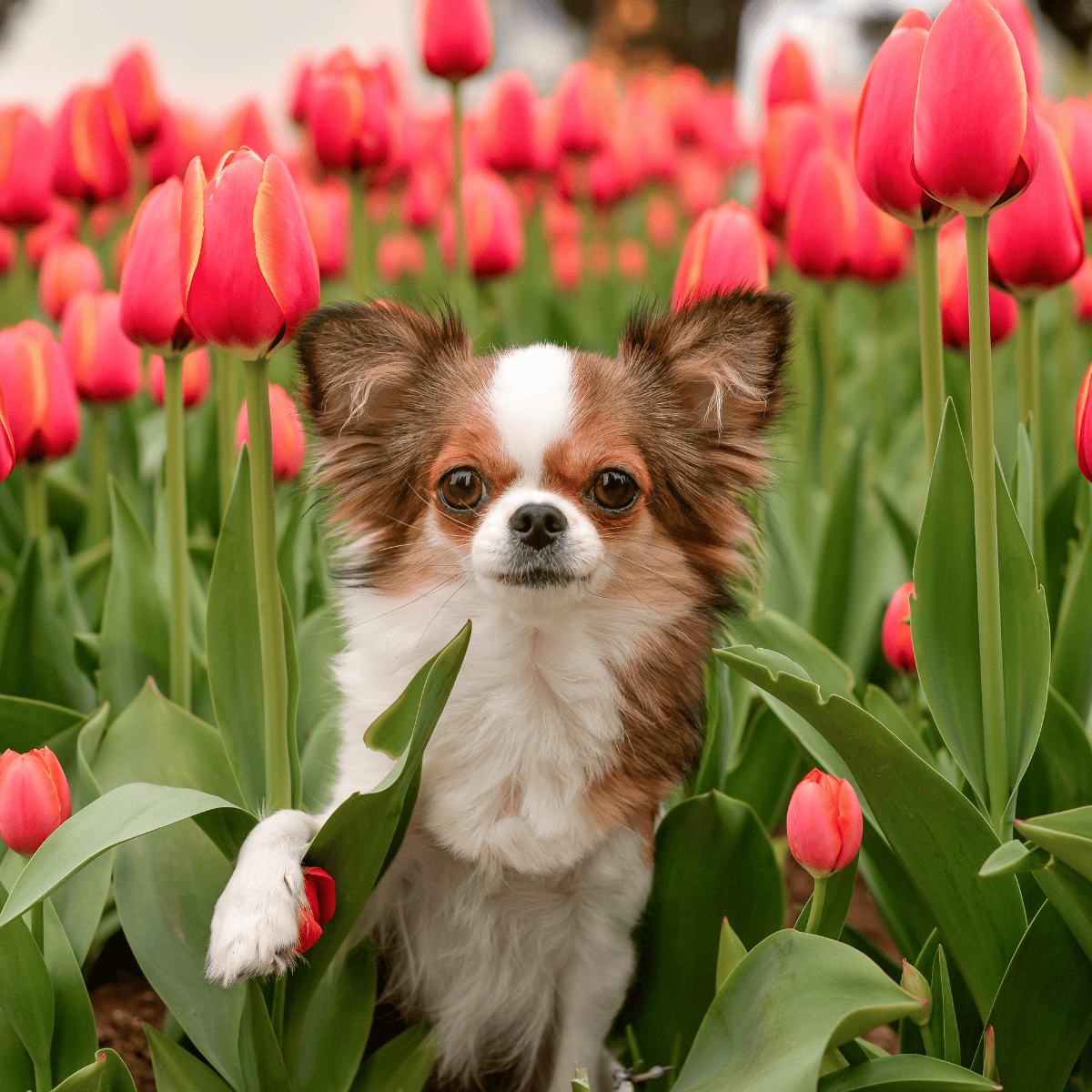 Adorable small dog among vibrant pink tulips in a lush garden.