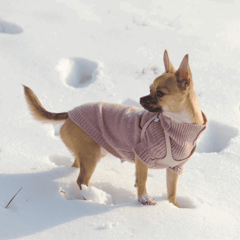Chihuahuas Were Bred to Thrive in Warm Weather
